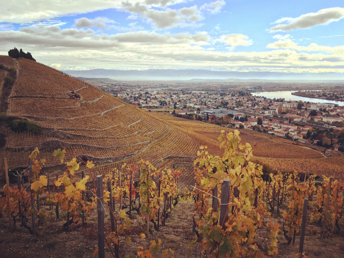 Visit and tasting service "Rare Wines"