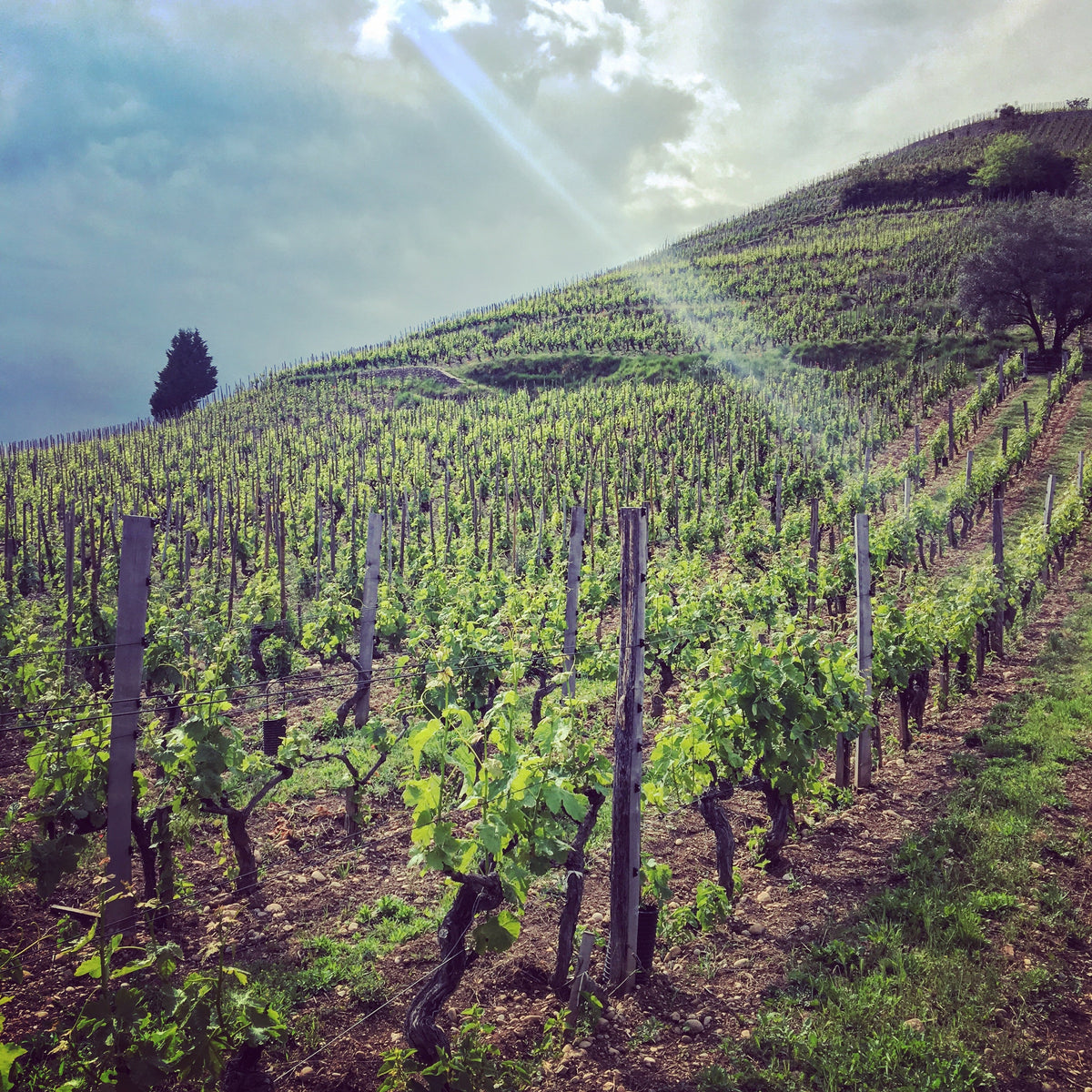 Visit and tasting service "Rare Wines"